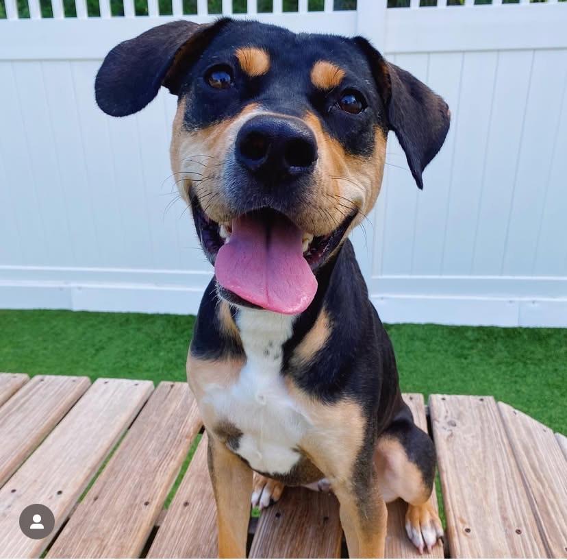 Beau is in Maine, a Adoptable mixed breed in Portland, ME image 6/6