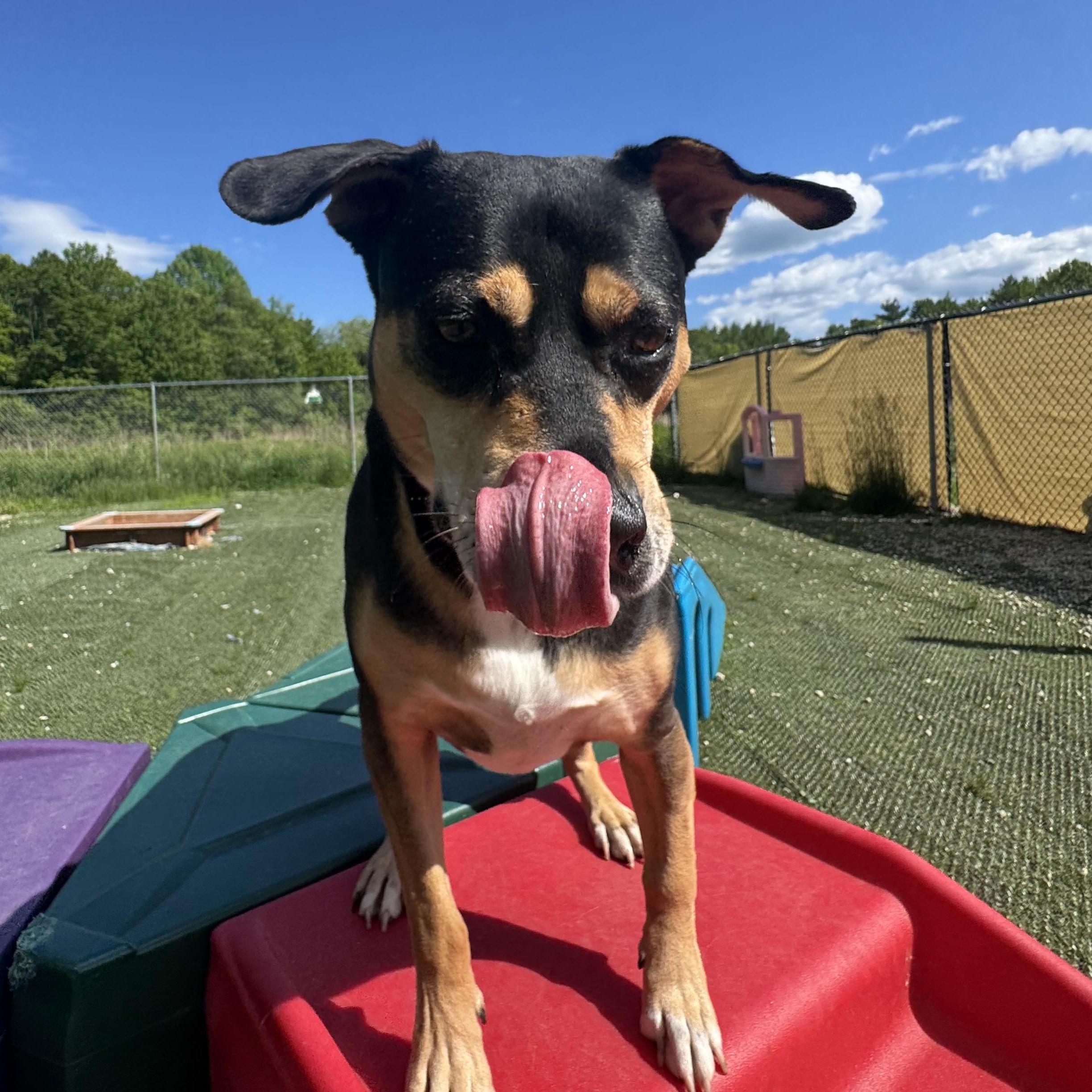 Enlarge Beau is in Maine, a Adoptable mixed breed in South Portland, ME image 3/6