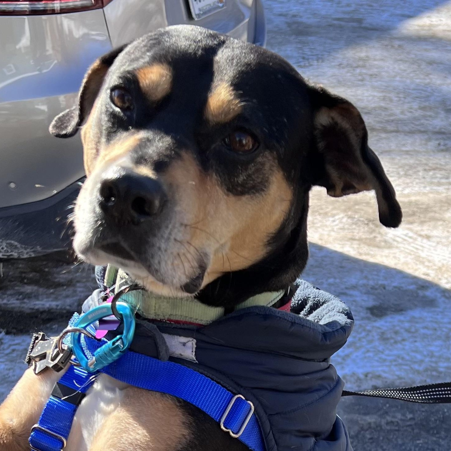 Beau is in Maine, Adoptable, Adult Male Hound.