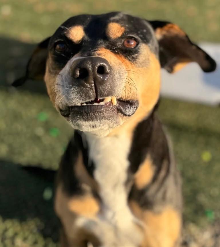 Enlarge Beau is in Maine, a Adoptable mixed breed in South Portland, ME image 2/6