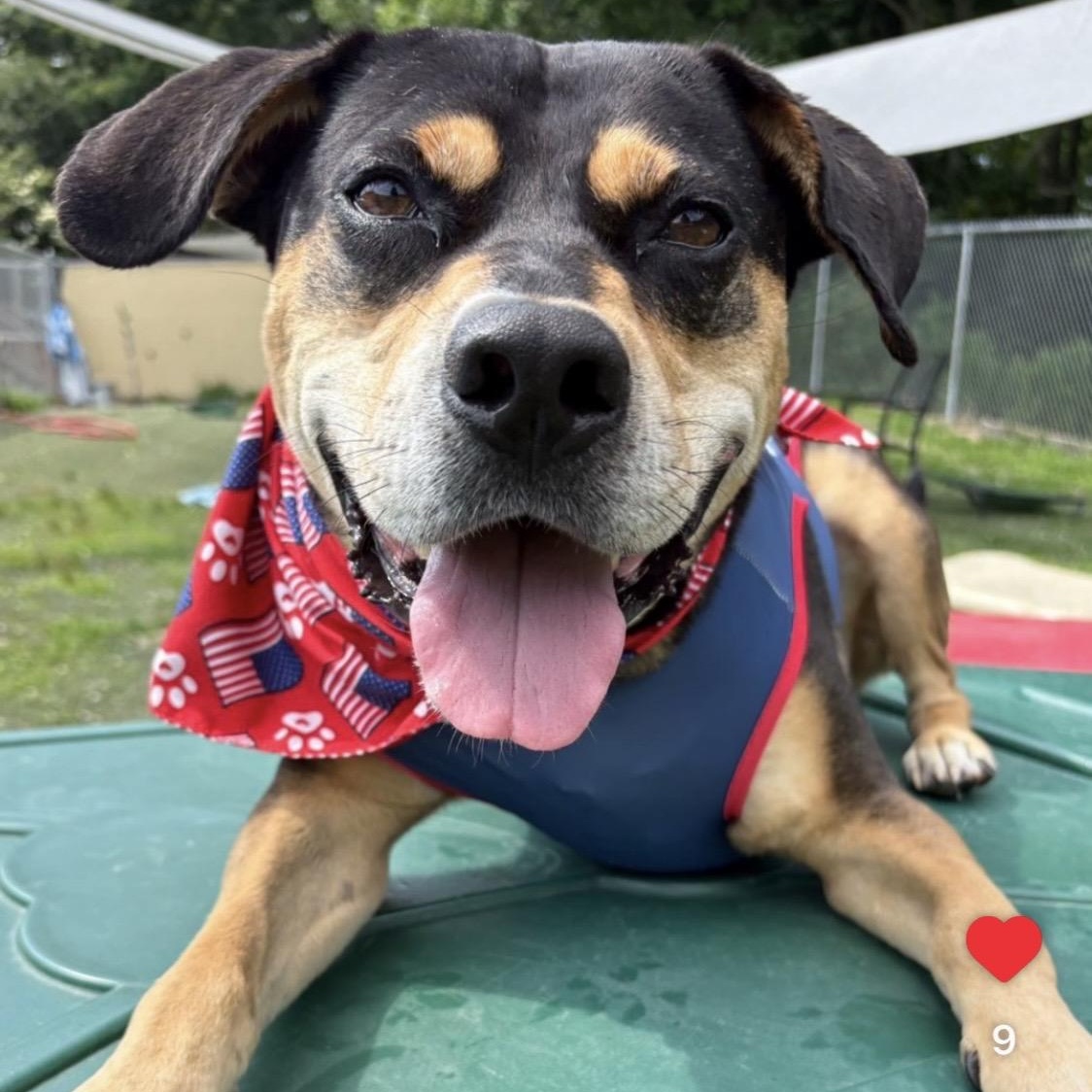 Beau is in Maine RR, Adoptable, Adult Male Mixed Breed.