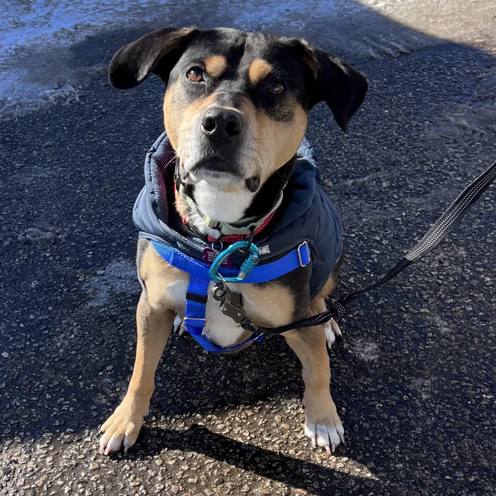 Enlarge Beau is in Maine, a Adoptable mixed breed in South Portland, ME image 4/6