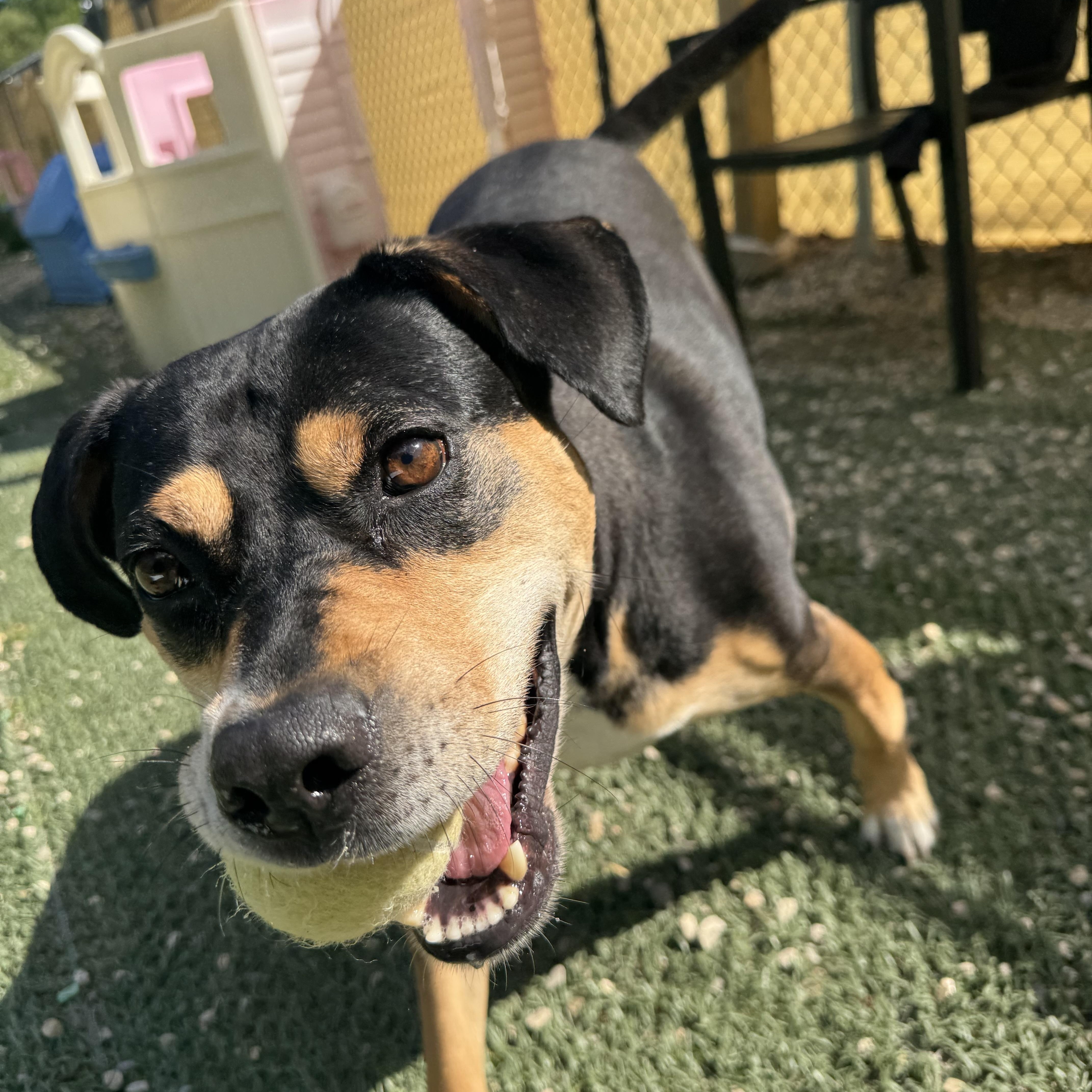 Beau is in Maine, a Adoptable mixed breed in South Portland, ME image 3/5