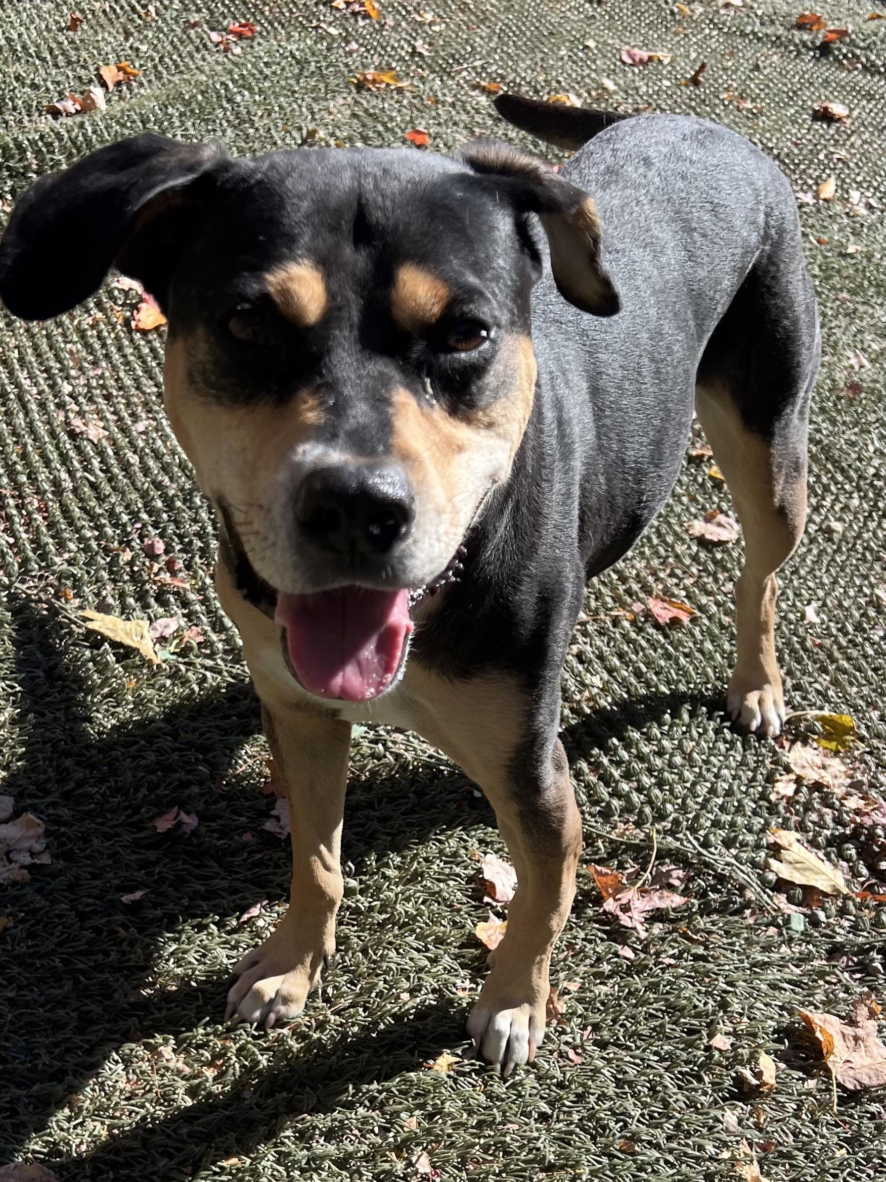 Beau is in Maine, a Adoptable mixed breed in Portland, ME image 3/6