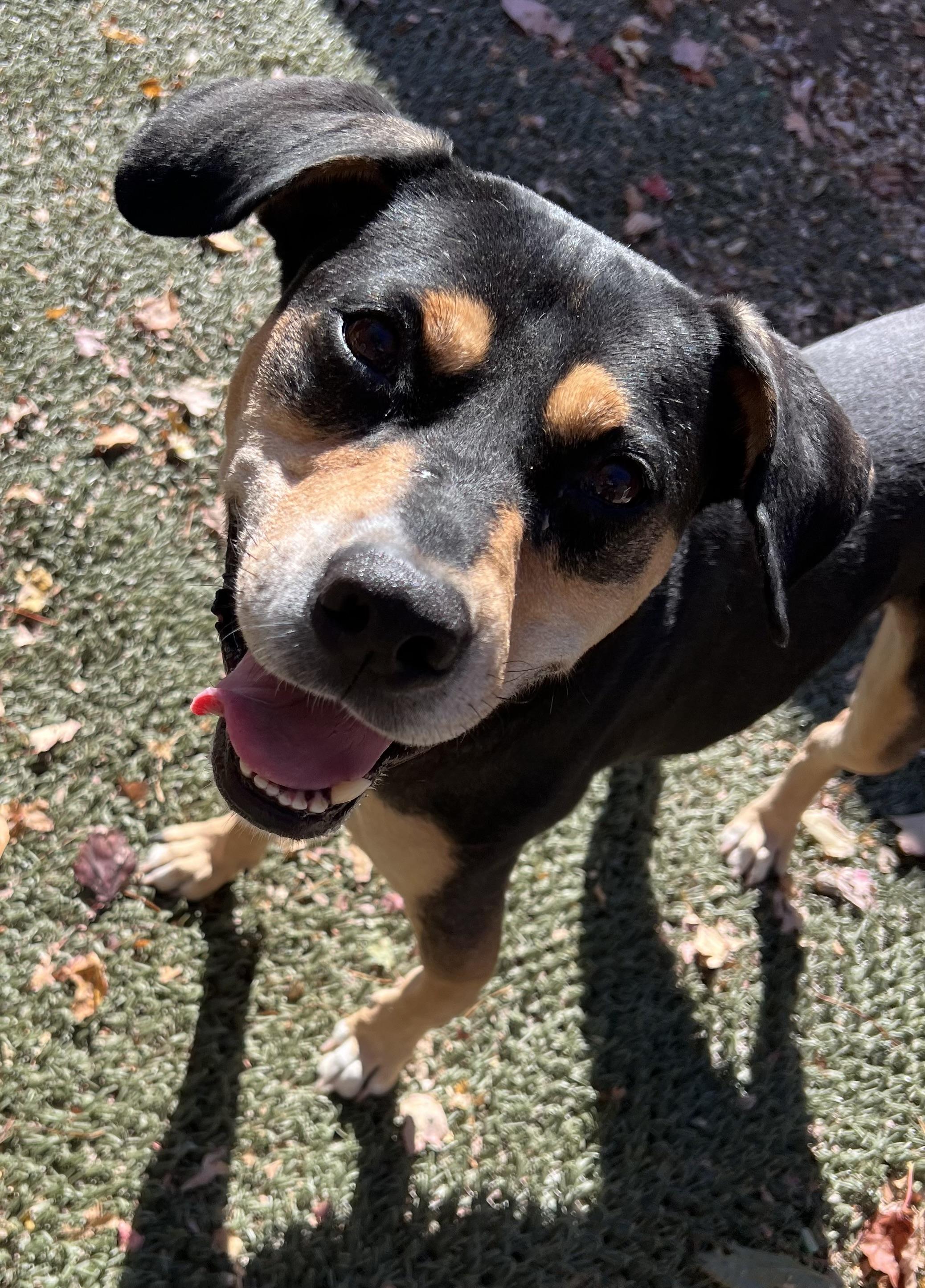 Beau is in Maine, an adoptable Hound in Portland, ME, 04102 | Photo Image 1