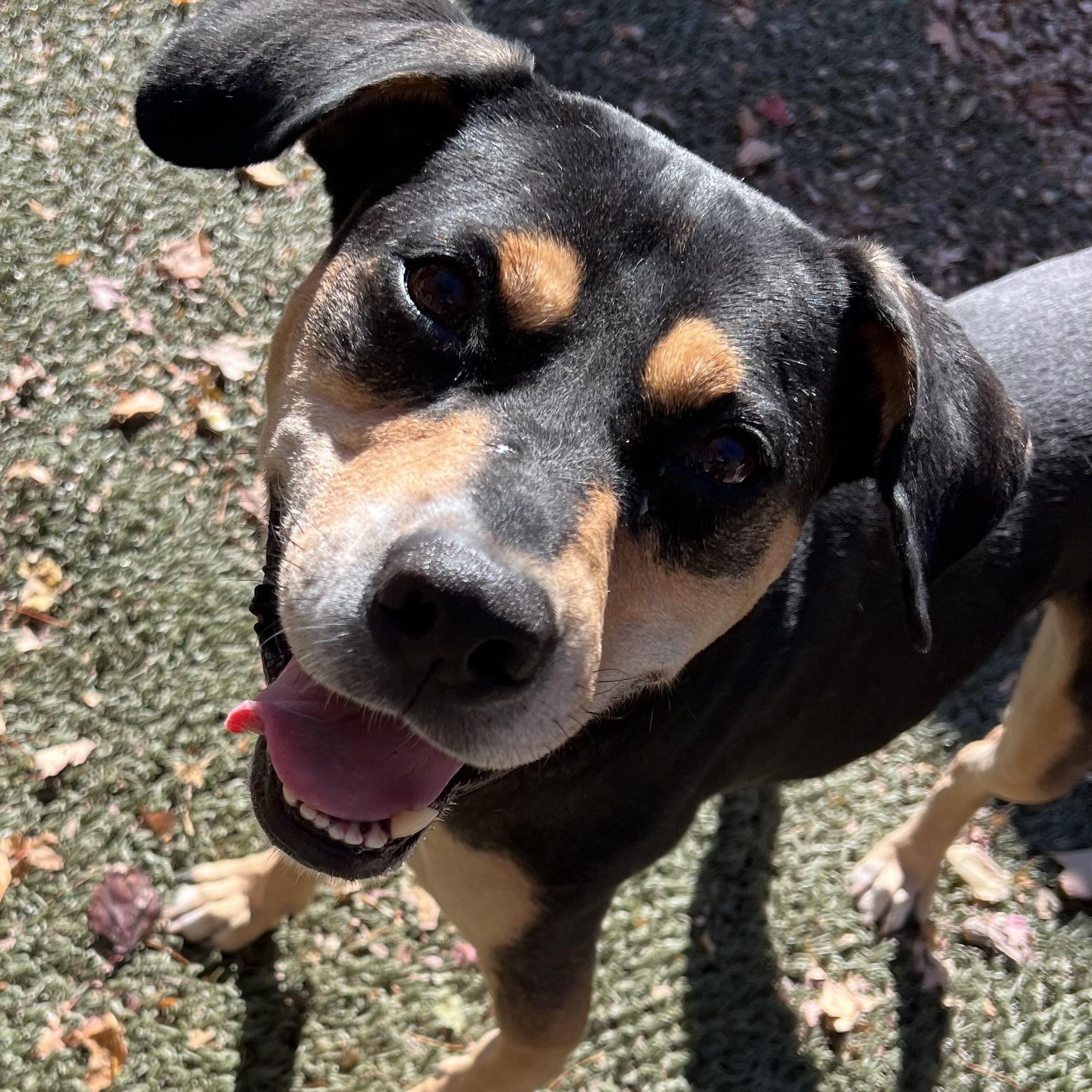 Beau is in Maine, a Adoptable mixed breed in Portland, ME image 2/6