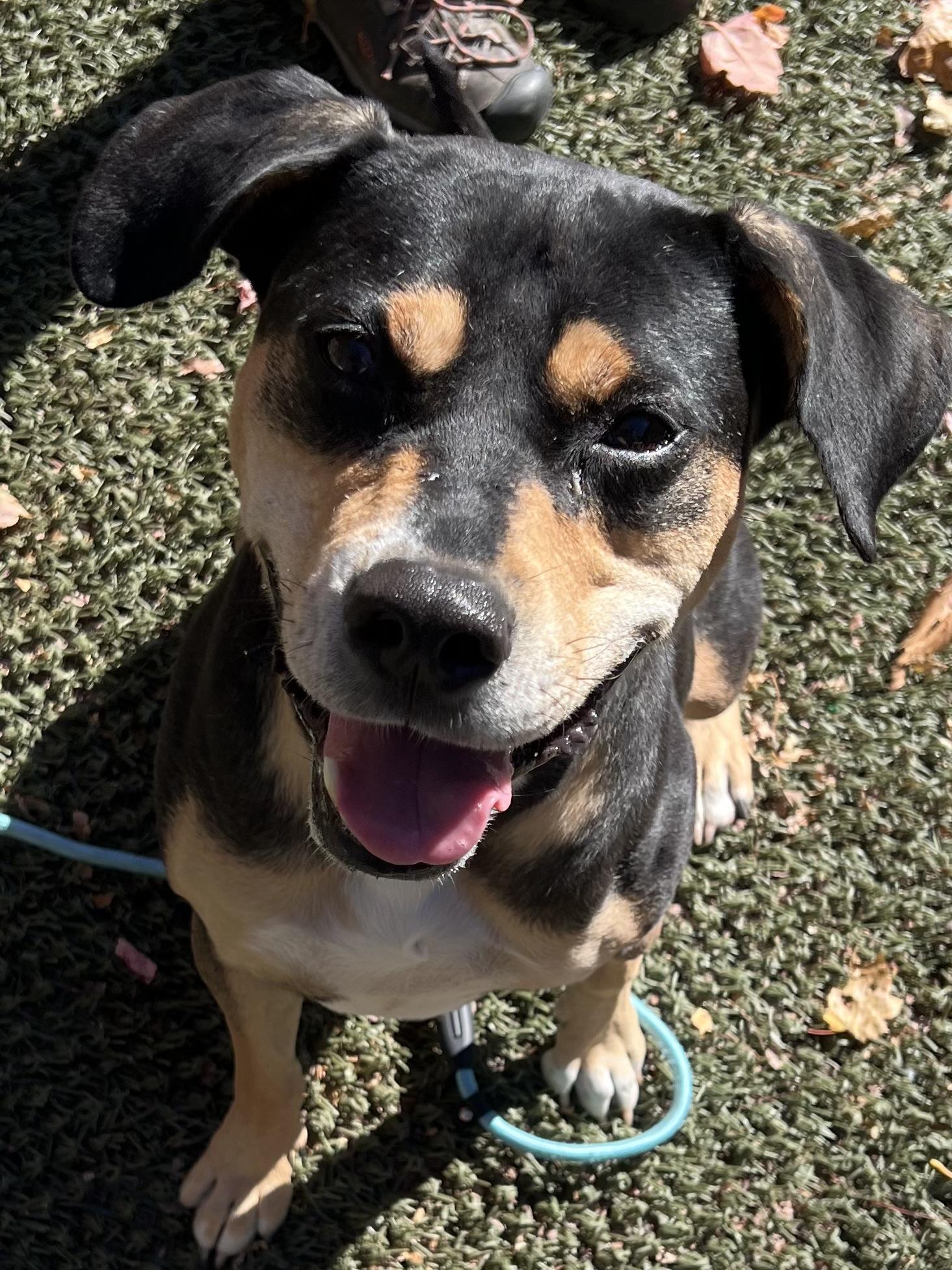 Beau is in Maine, a Adoptable mixed breed in Portland, ME image 5/6