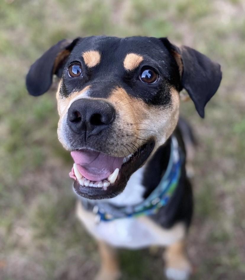 Beau is in Maine, a Adoptable mixed breed in Portland, ME image 1/6