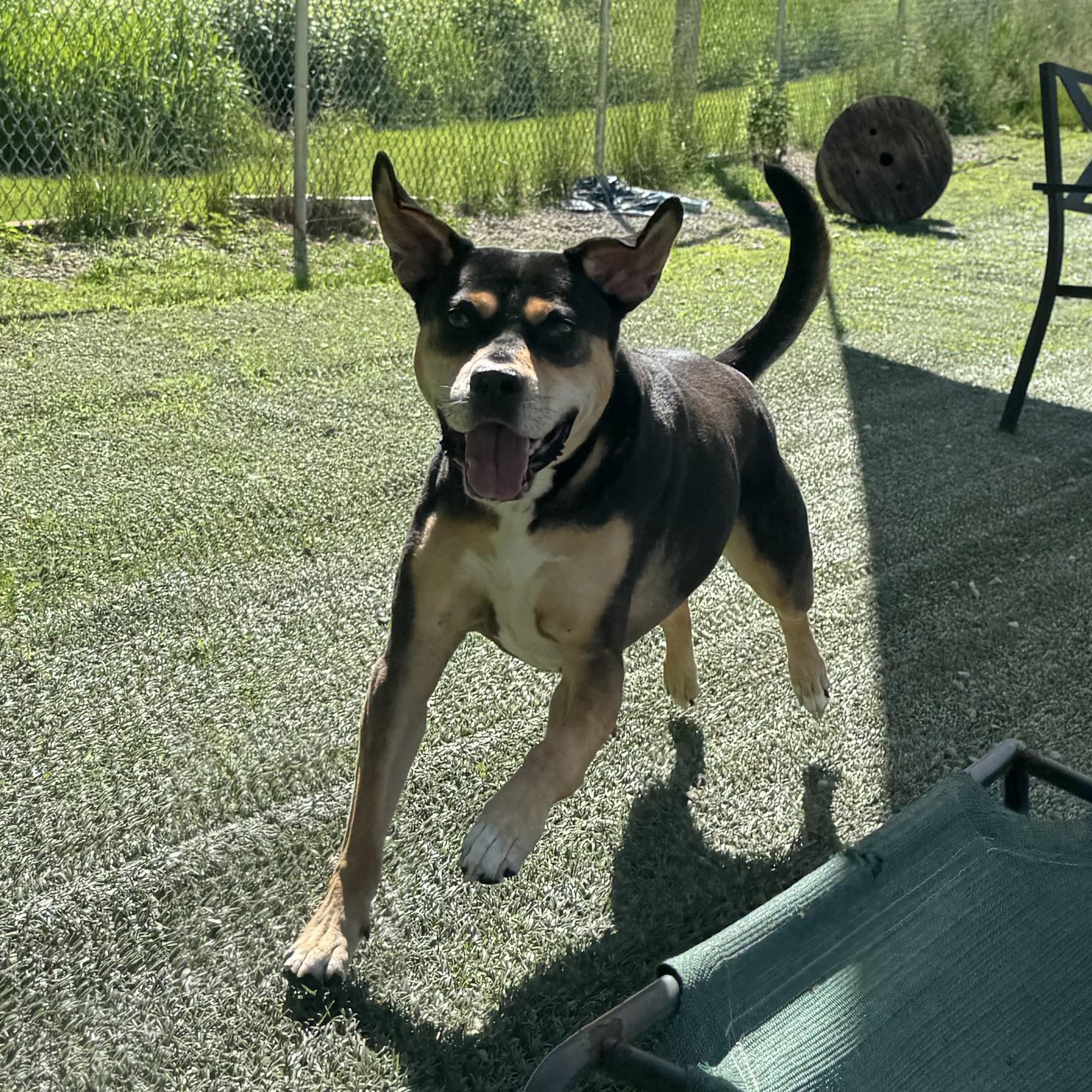 Beau is in Maine, Adoptable, Adult Male Mixed Breed.