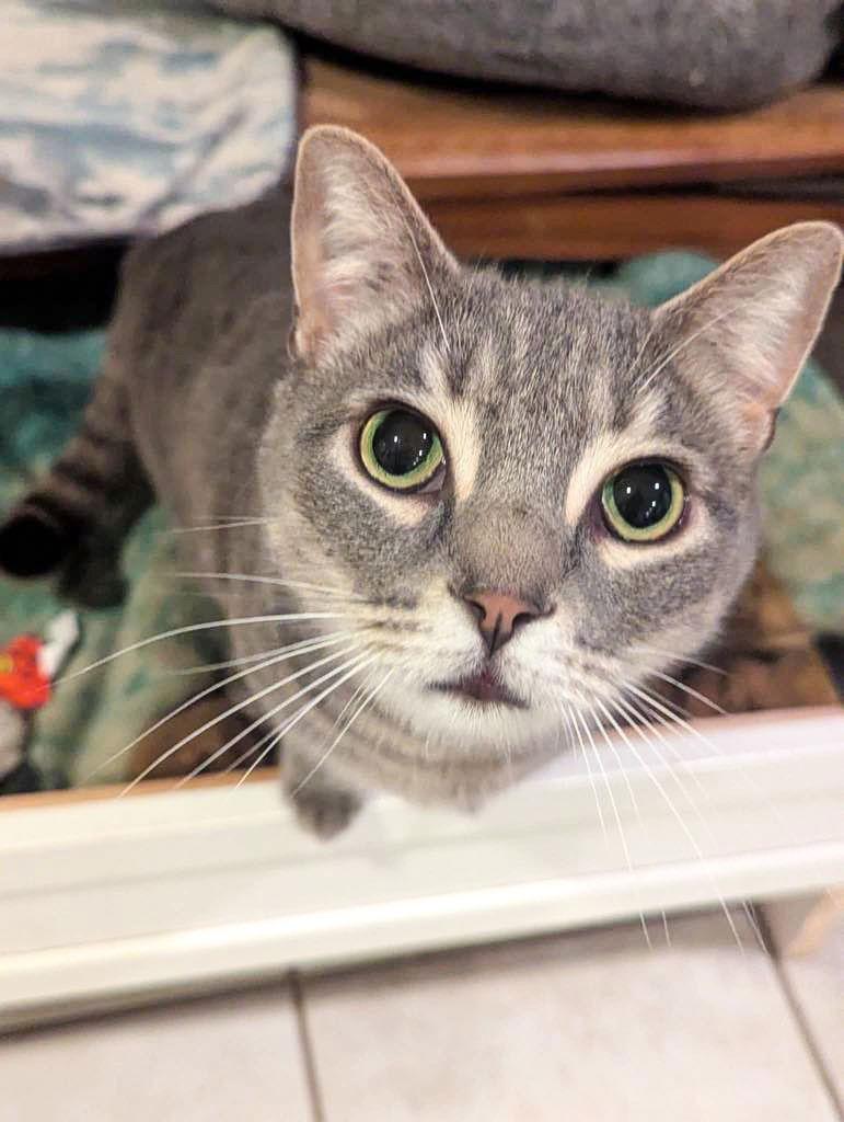 Enlarge Flint, a Adoptable Domestic Short Hair in Flint Hill, VA image 1/3