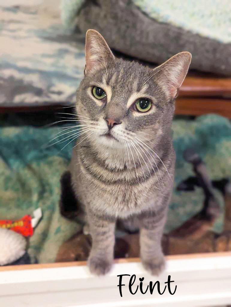 Enlarge Flint, a Adoptable Domestic Short Hair in Flint Hill, VA image 2/3