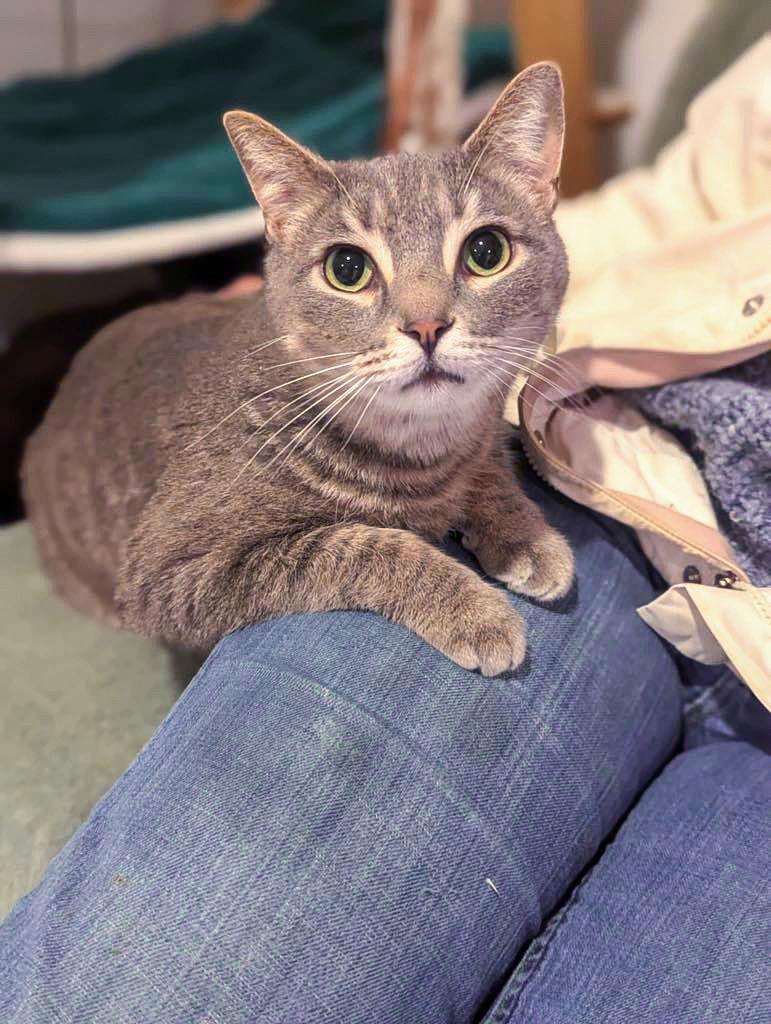 Enlarge Flint, a Adoptable Domestic Short Hair in Flint Hill, VA image 3/3