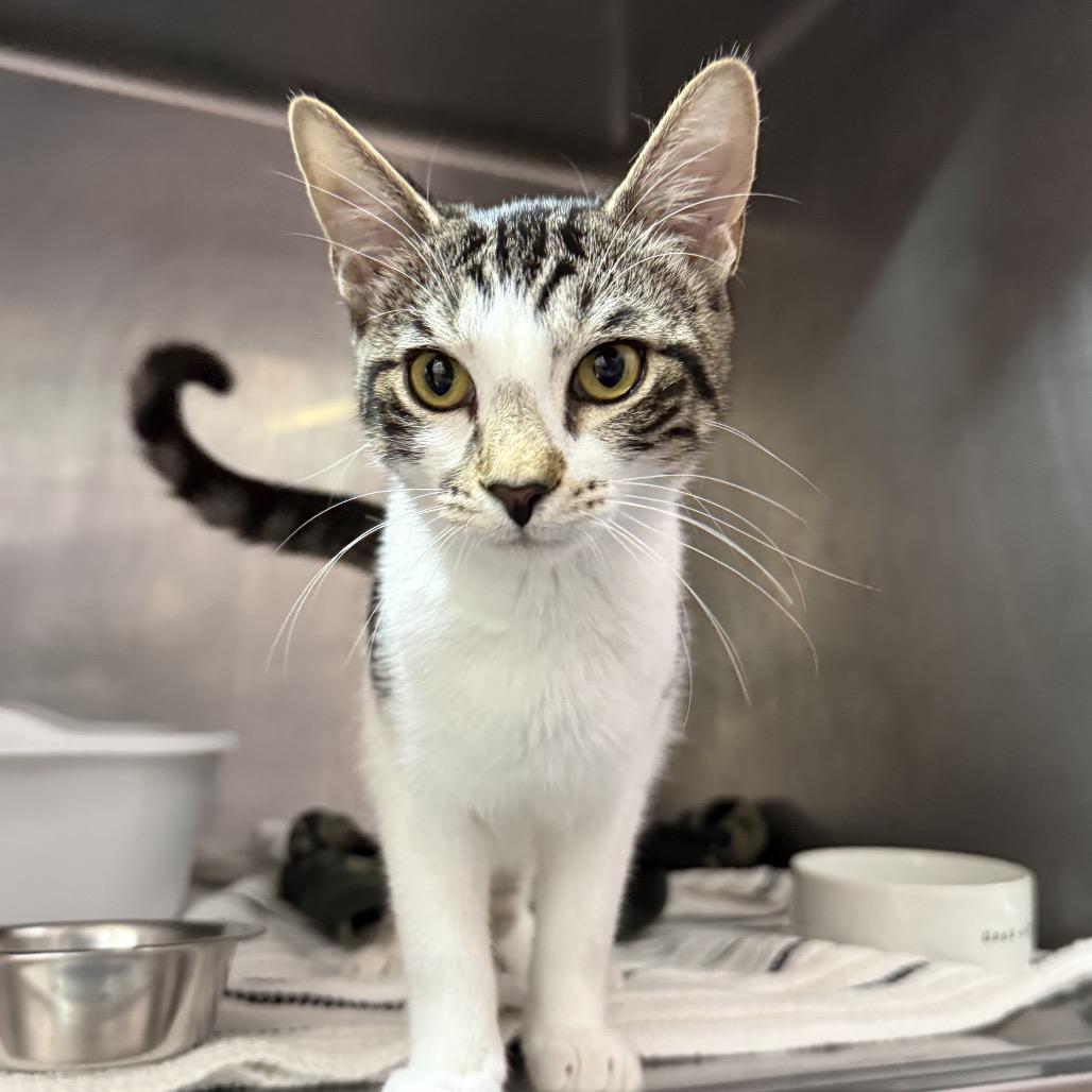 Petra, Adoptable, Young Female Domestic Short Hair.