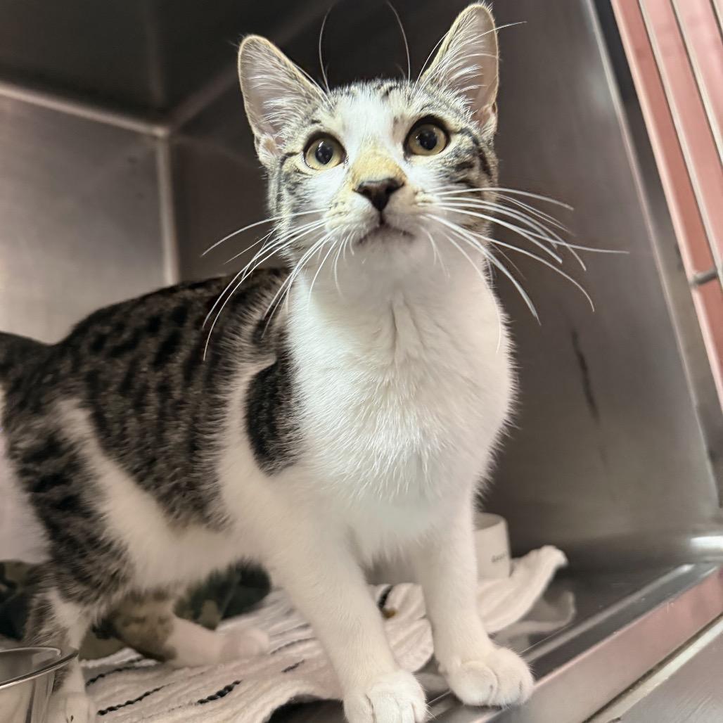 Enlarge Petra, a Adoptable Domestic Short Hair in Lauderhill, FL image 2/6