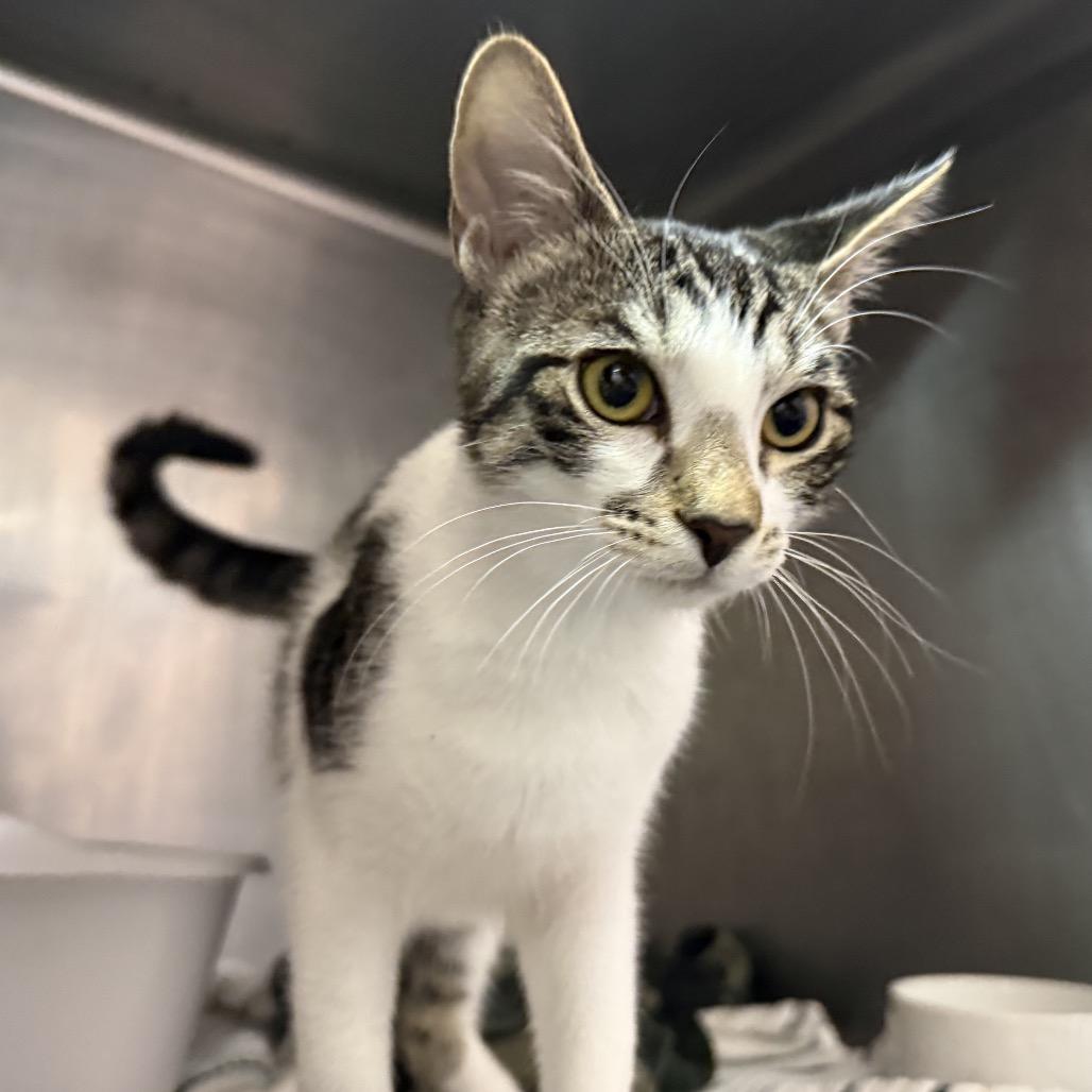 Enlarge Petra, a Adoptable Domestic Short Hair in Lauderhill, FL image 3/6