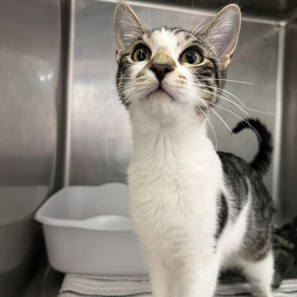 Enlarge Petra, a Adoptable Domestic Short Hair in Lauderhill, FL image 4/6