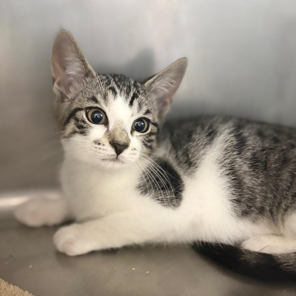 Enlarge Petra, a Adoptable Domestic Short Hair in Lauderhill, FL image 5/6