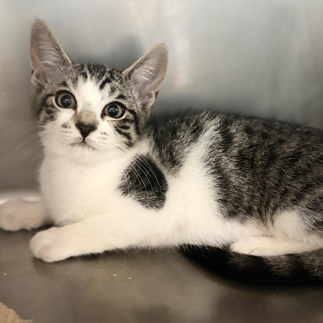 Enlarge Petra, a Adoptable Domestic Short Hair in Lauderhill, FL image 6/6
