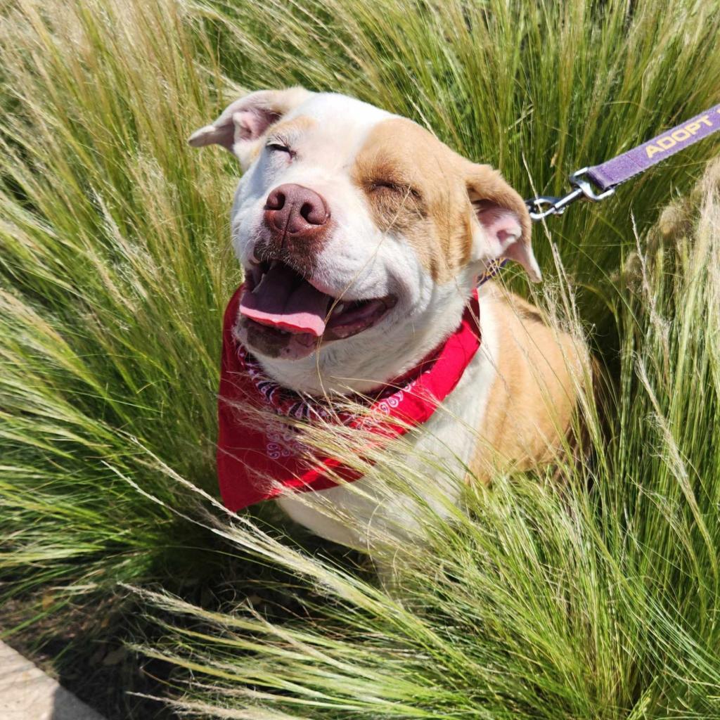 Gayle JuM, Adoptable, Adult Female American Bulldog.