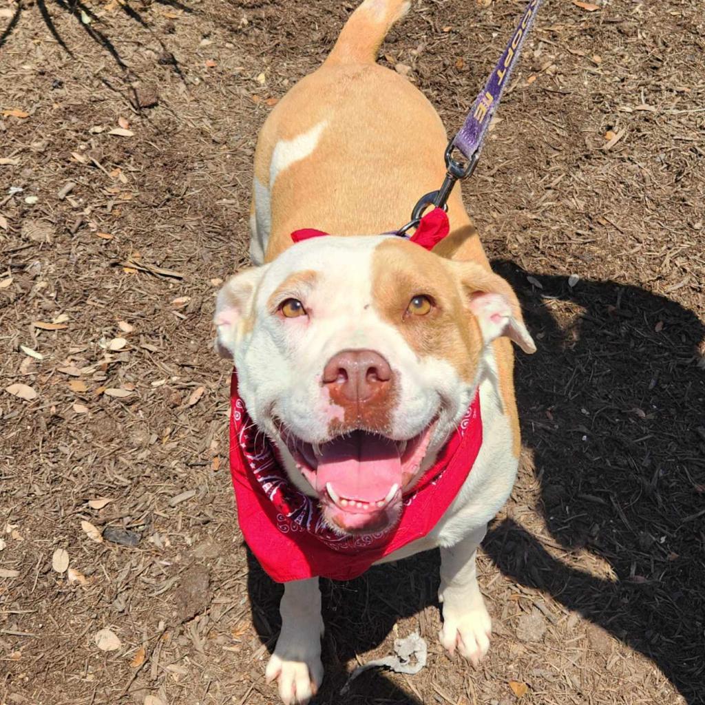 Enlarge Gayle JuM, a Adoptable mixed breed in Austin, TX image 2/6