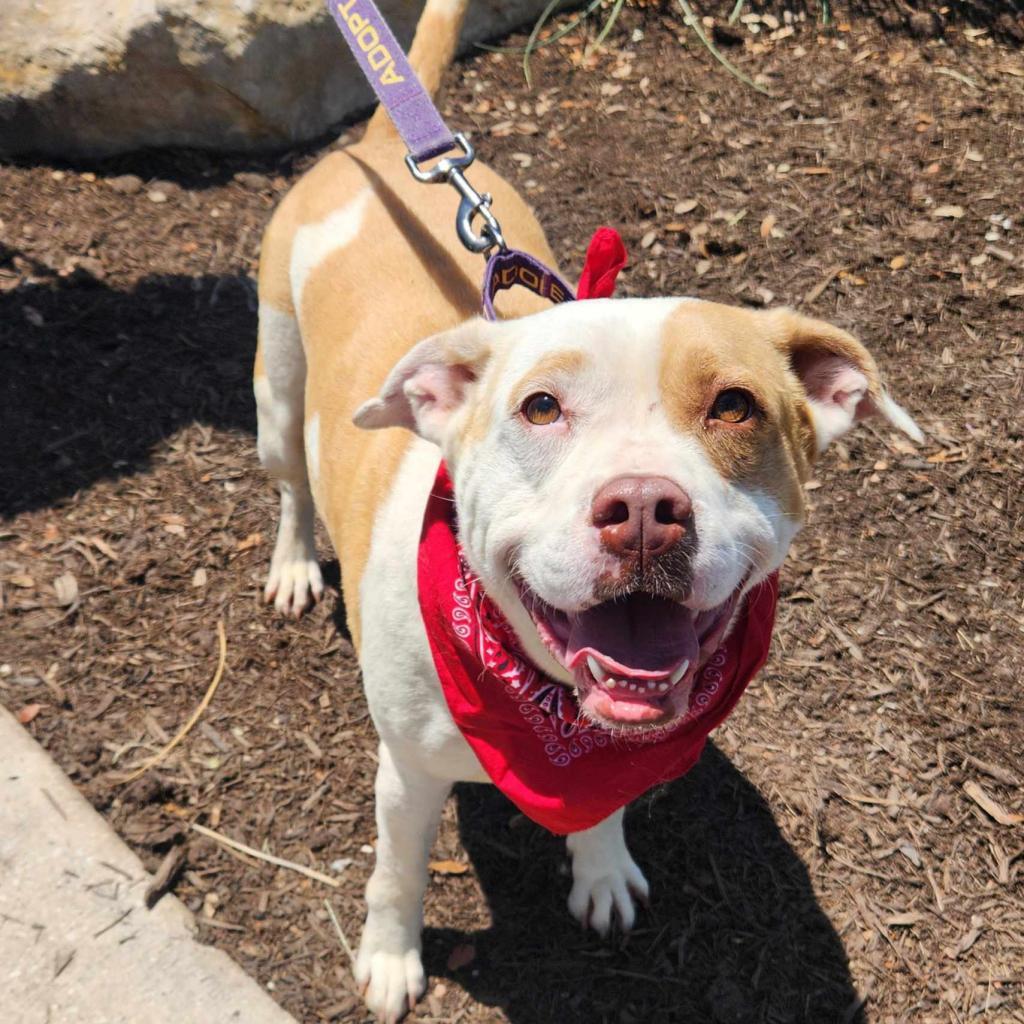 Enlarge Gayle JuM, a Adoptable mixed breed in Austin, TX image 3/6