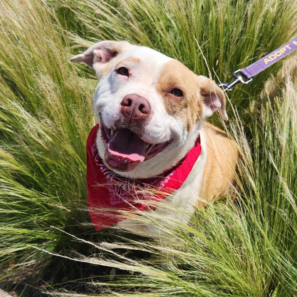 Enlarge Gayle JuM, a Adoptable mixed breed in Austin, TX image 4/6