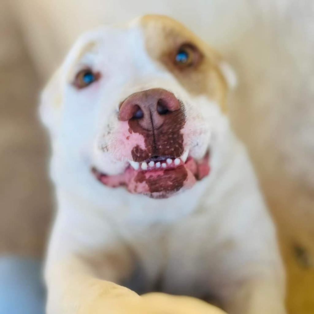 Enlarge Gayle JuM, a Adoptable mixed breed in Austin, TX image 5/6