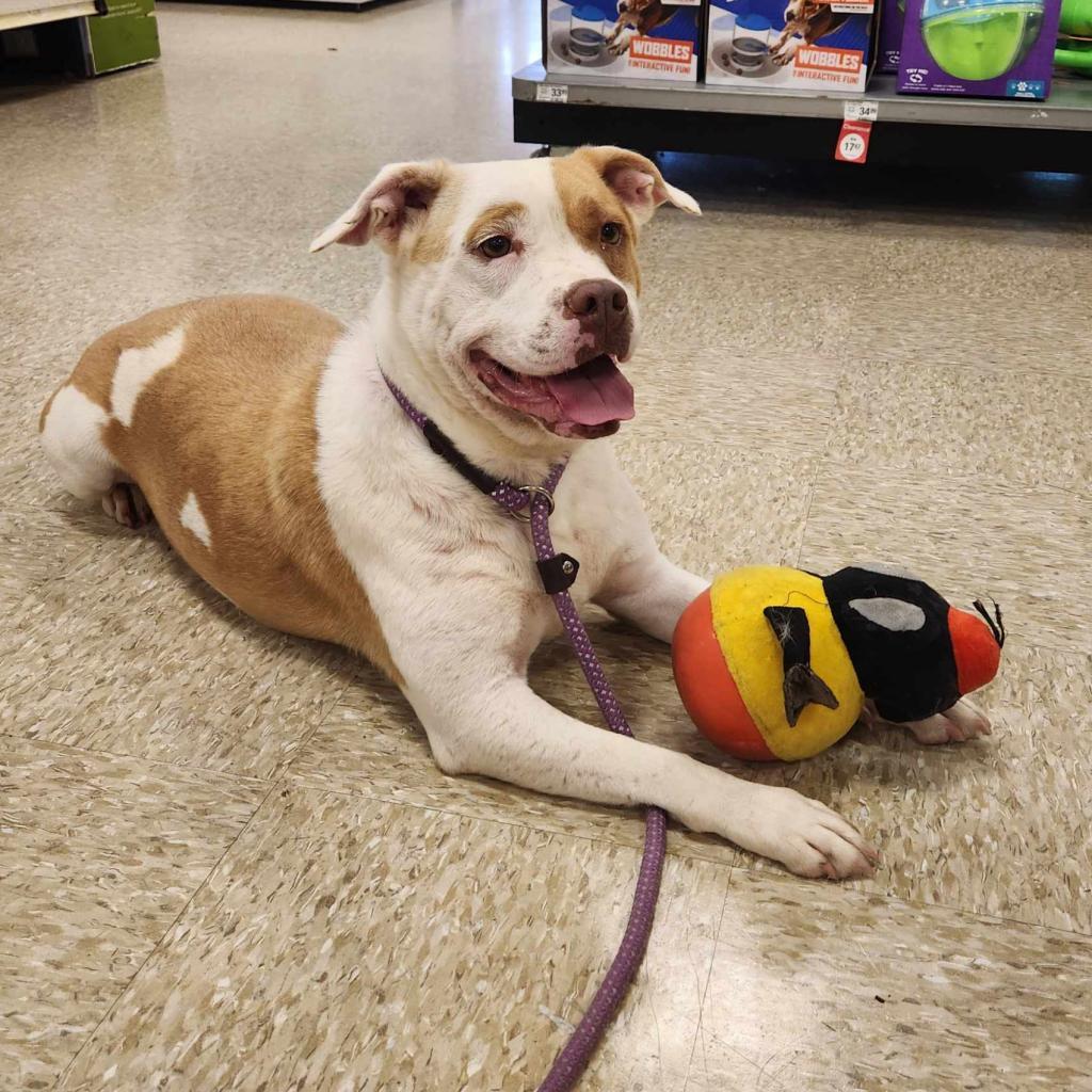 Enlarge Gayle JuM, a Adoptable mixed breed in Austin, TX image 6/6