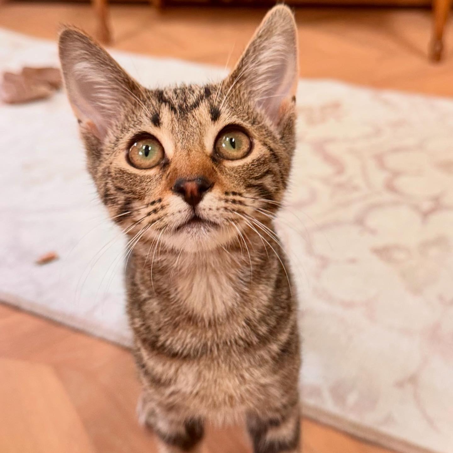 Enlarge Charlie Day, a Adoptable Domestic Short Hair in Medford, NJ image 2/6