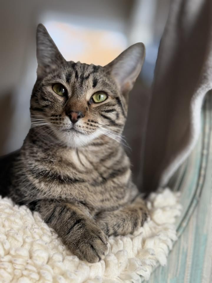 Charlie Day, Adoptable, Kitten Female Domestic Short Hair.