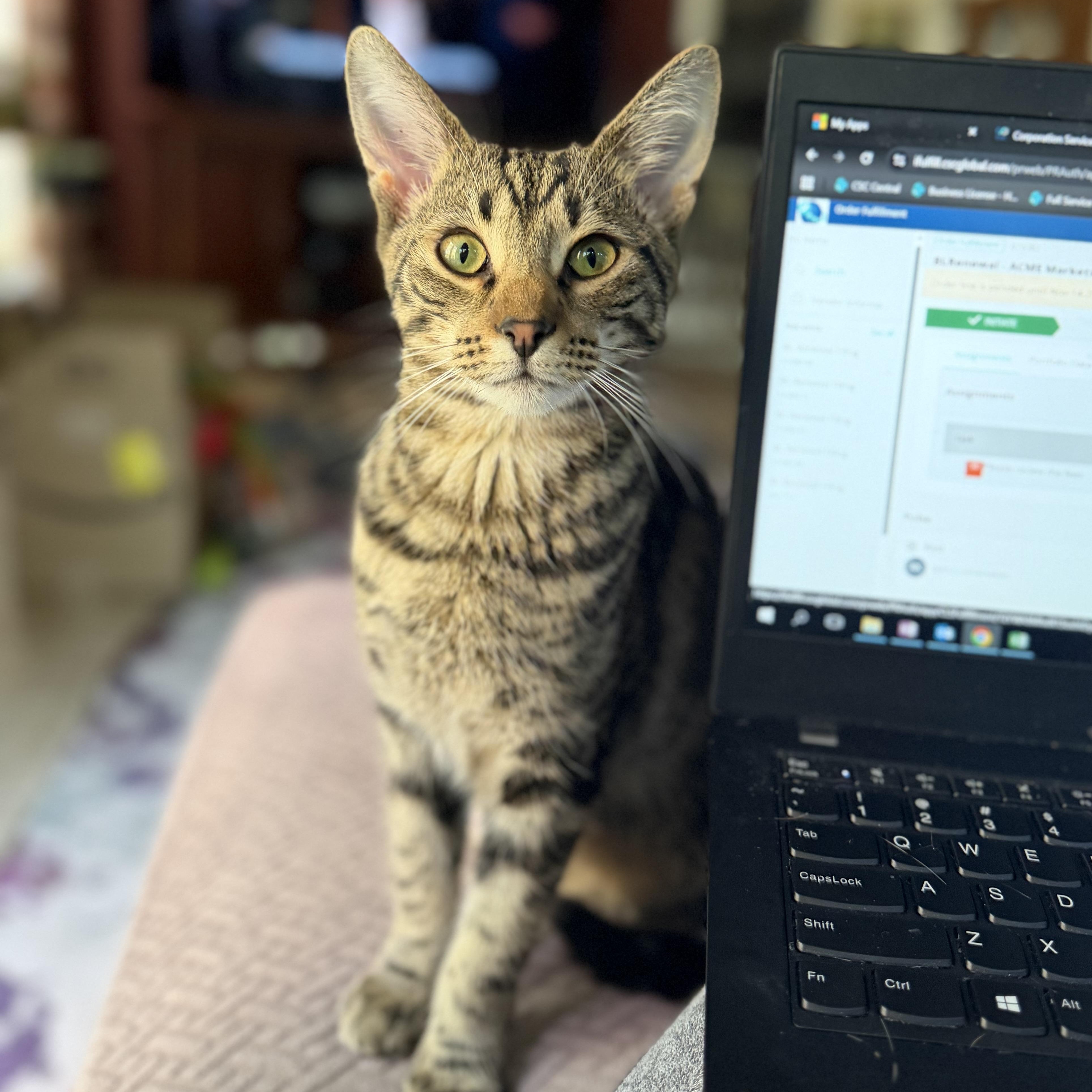 Enlarge Charlie Day, a Adoptable Domestic Short Hair in Medford, NJ image 1/6