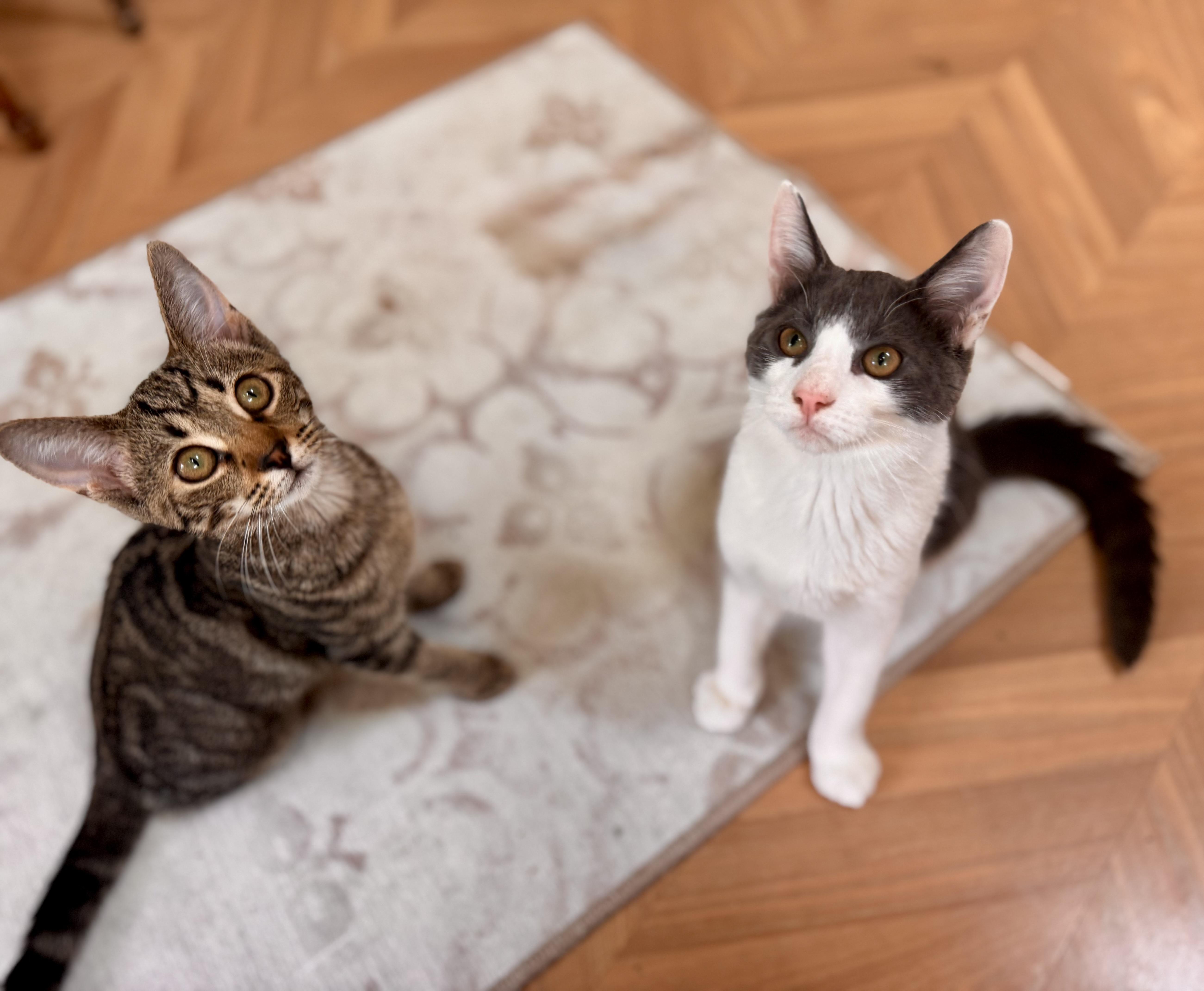 Enlarge Charlie Day, a Adoptable Domestic Short Hair in Medford, NJ image 4/6