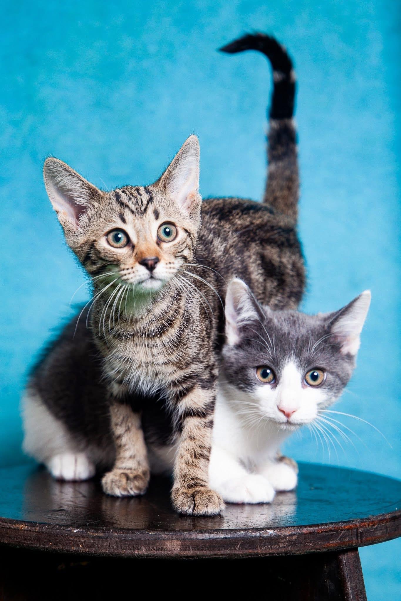 Enlarge Charlie Day, a Adoptable Domestic Short Hair in Medford, NJ image 5/6