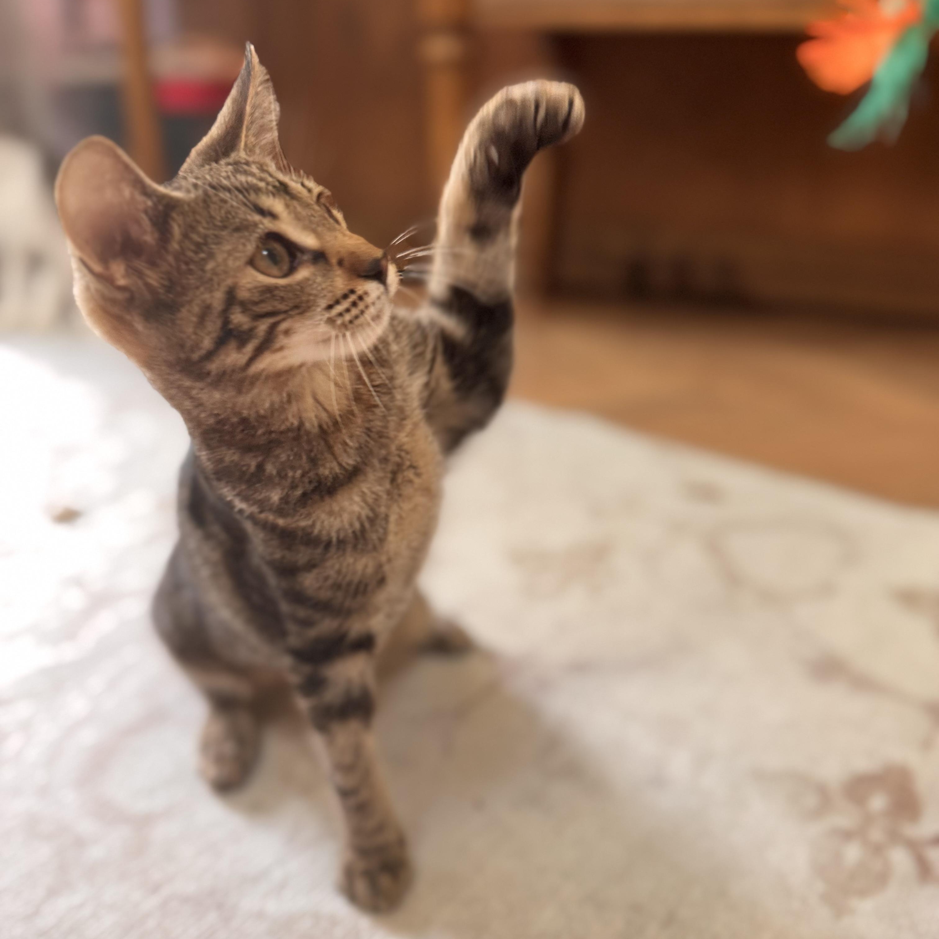 Enlarge Charlie Day, a Adoptable Domestic Short Hair in Medford, NJ image 3/6