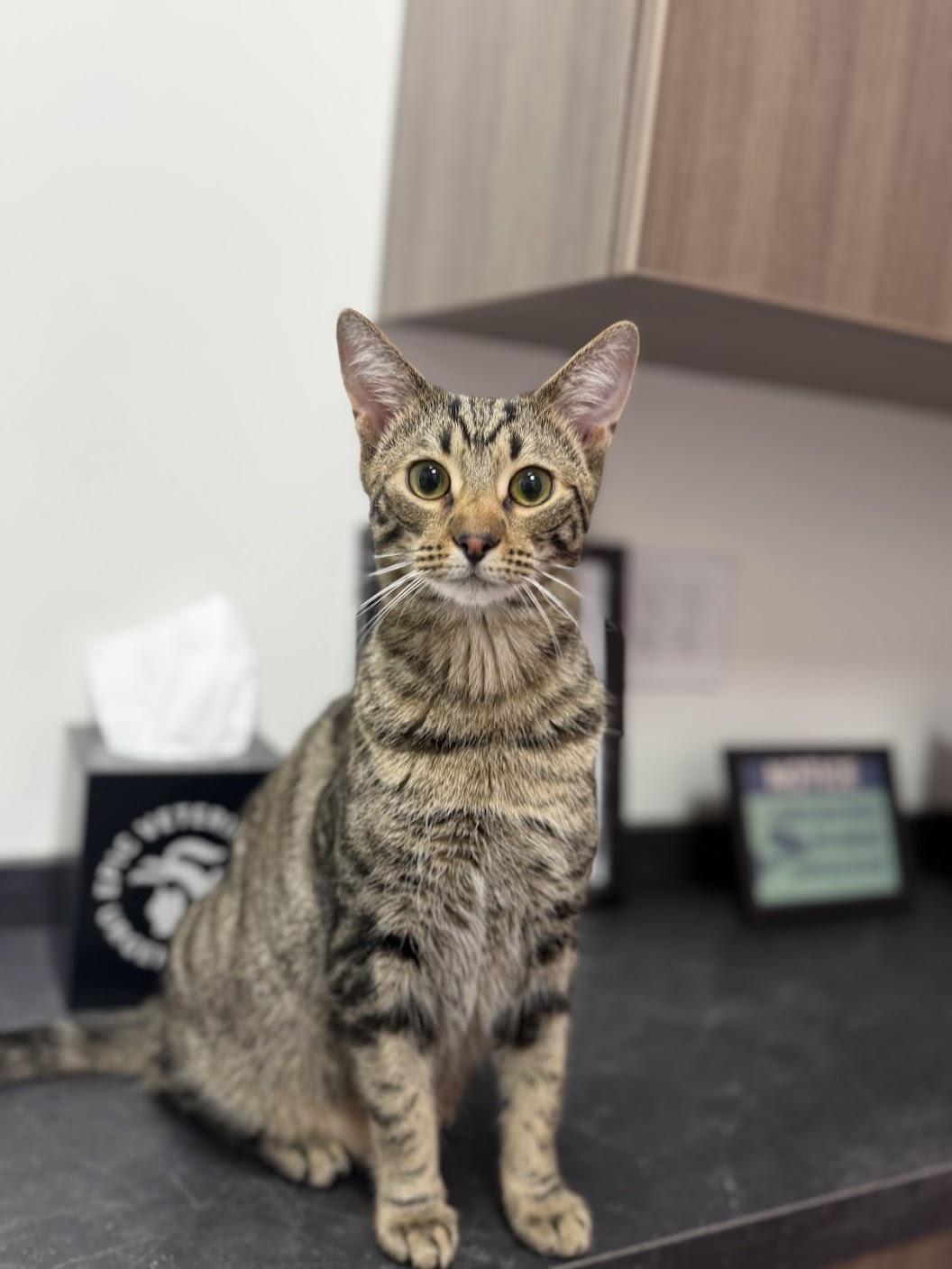 Enlarge Charlie Day, a Adoptable Domestic Short Hair in Medford, NJ image 5/5