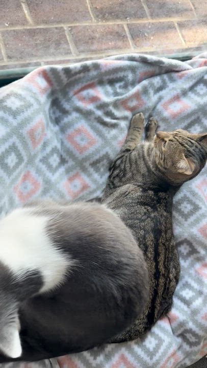 Enlarge Charlie Day, a Adoptable Domestic Short Hair in Medford, NJ video 2/5