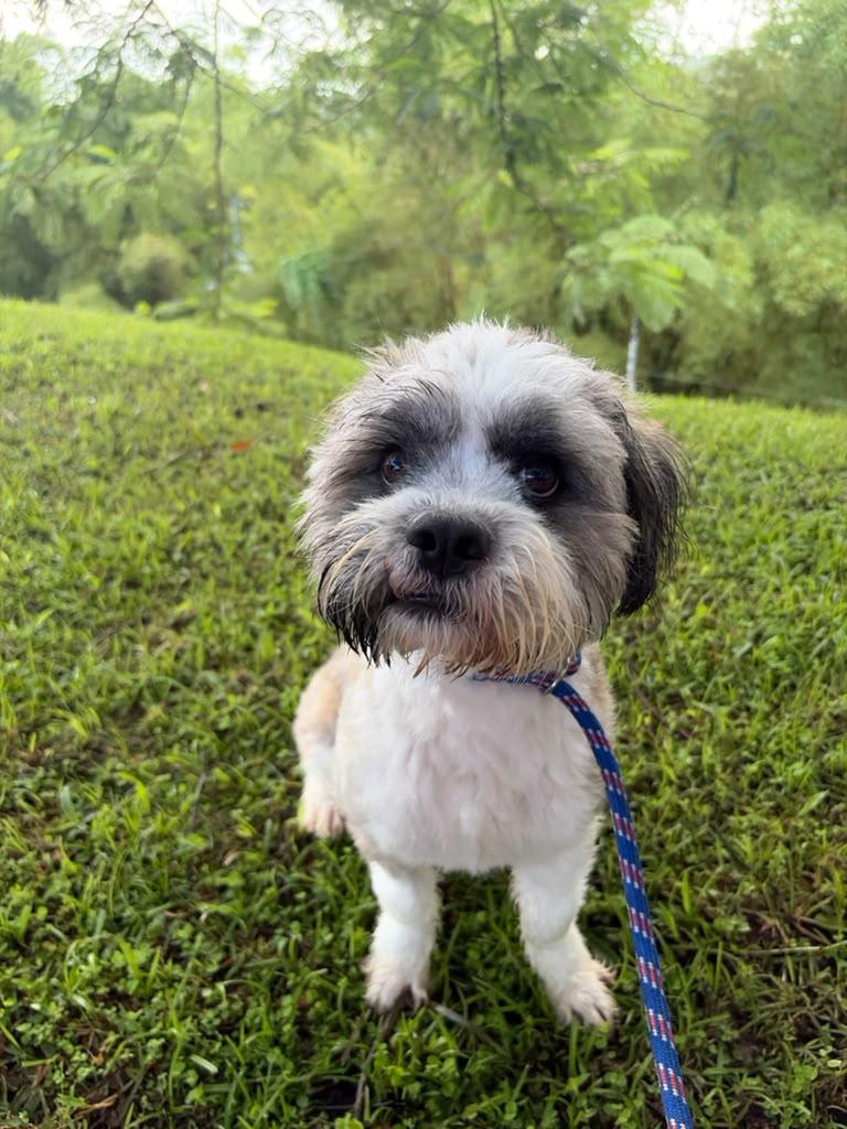 Enlarge Eddie, a Adoptable Shih Tzu in Morristown, NJ image 3/5