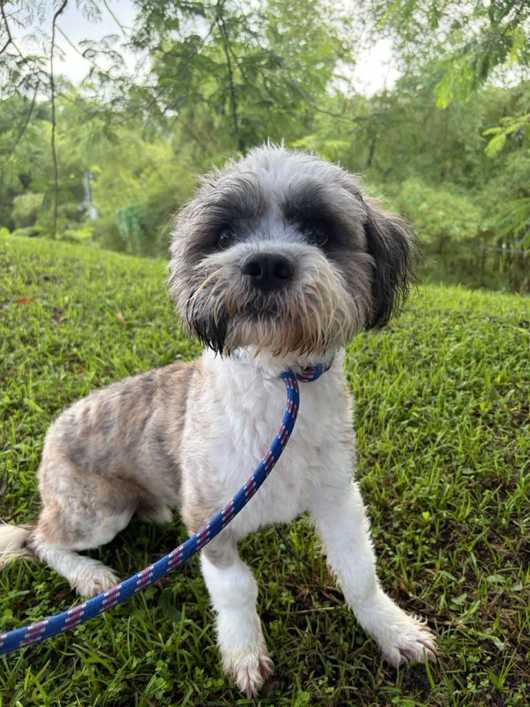 Enlarge Eddie, a Adoptable Shih Tzu in Morristown, NJ image 2/5