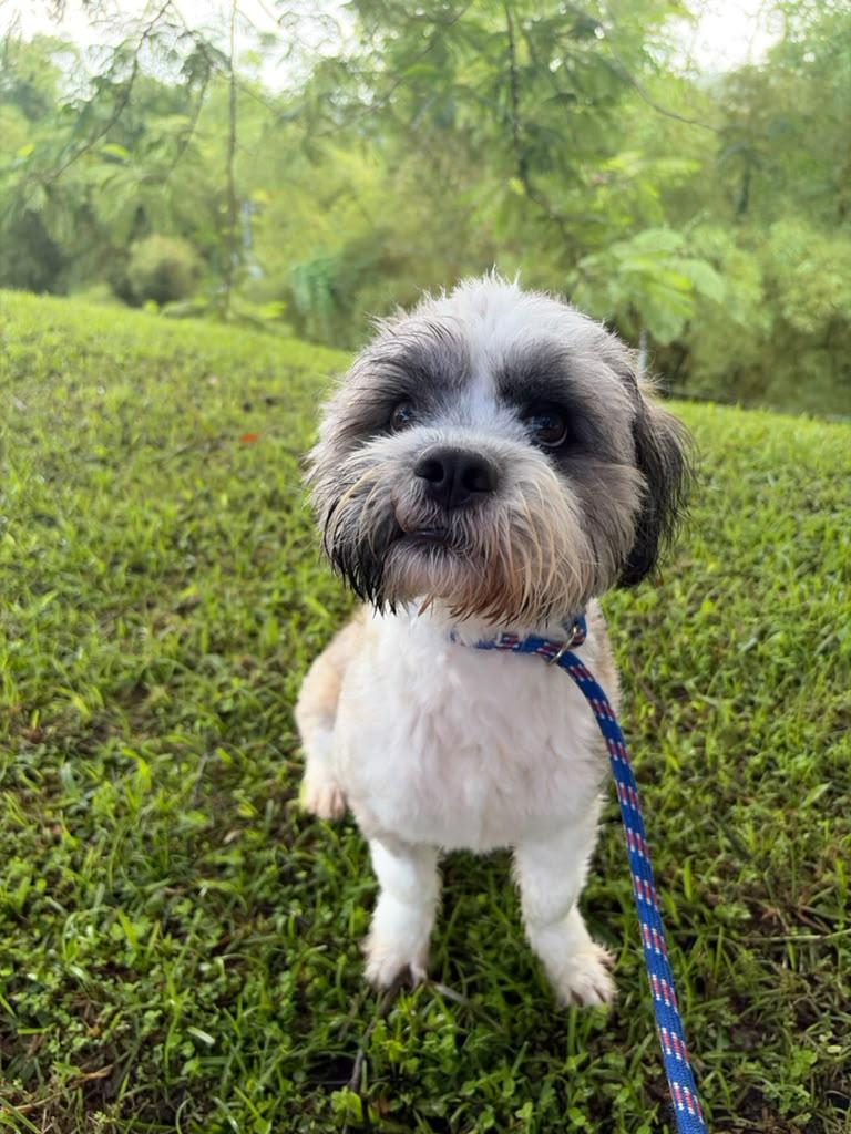 Enlarge Eddie, a Adoptable Shih Tzu in Morristown, NJ image 4/5