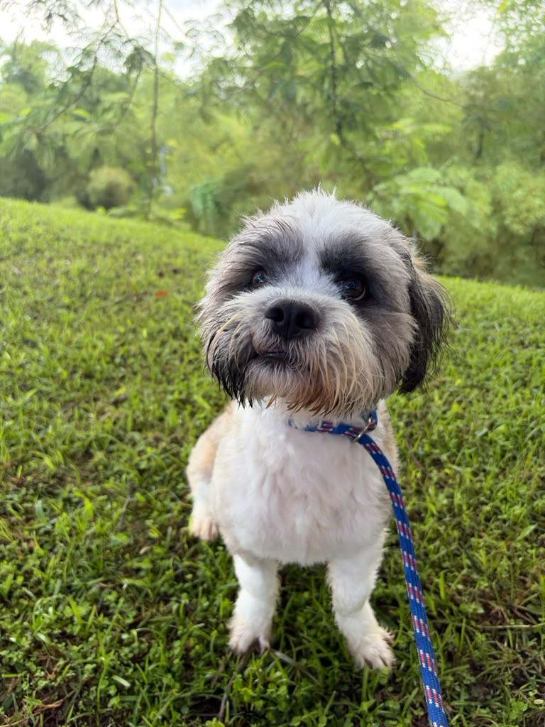 Enlarge Eddie, a Adoptable Shih Tzu in Morristown, NJ image 1/5