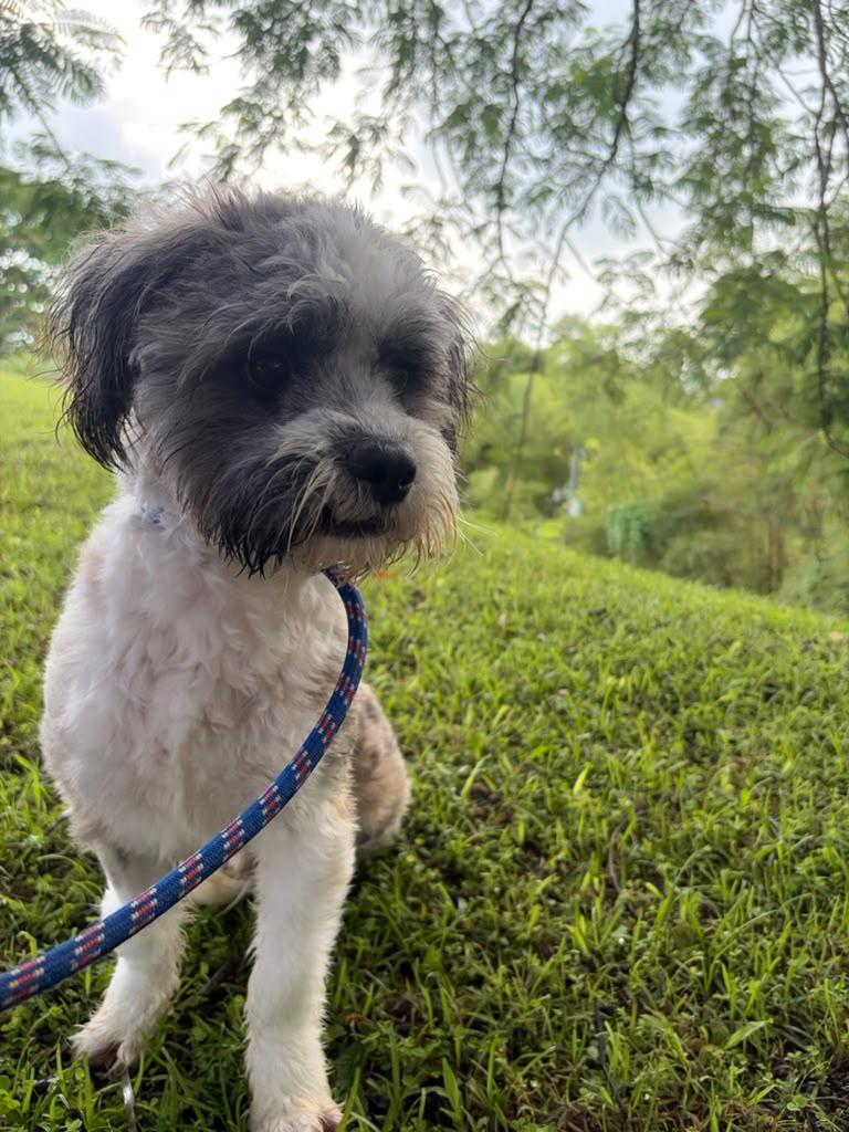Enlarge Eddie, a Adoptable Shih Tzu in Morristown, NJ image 5/5