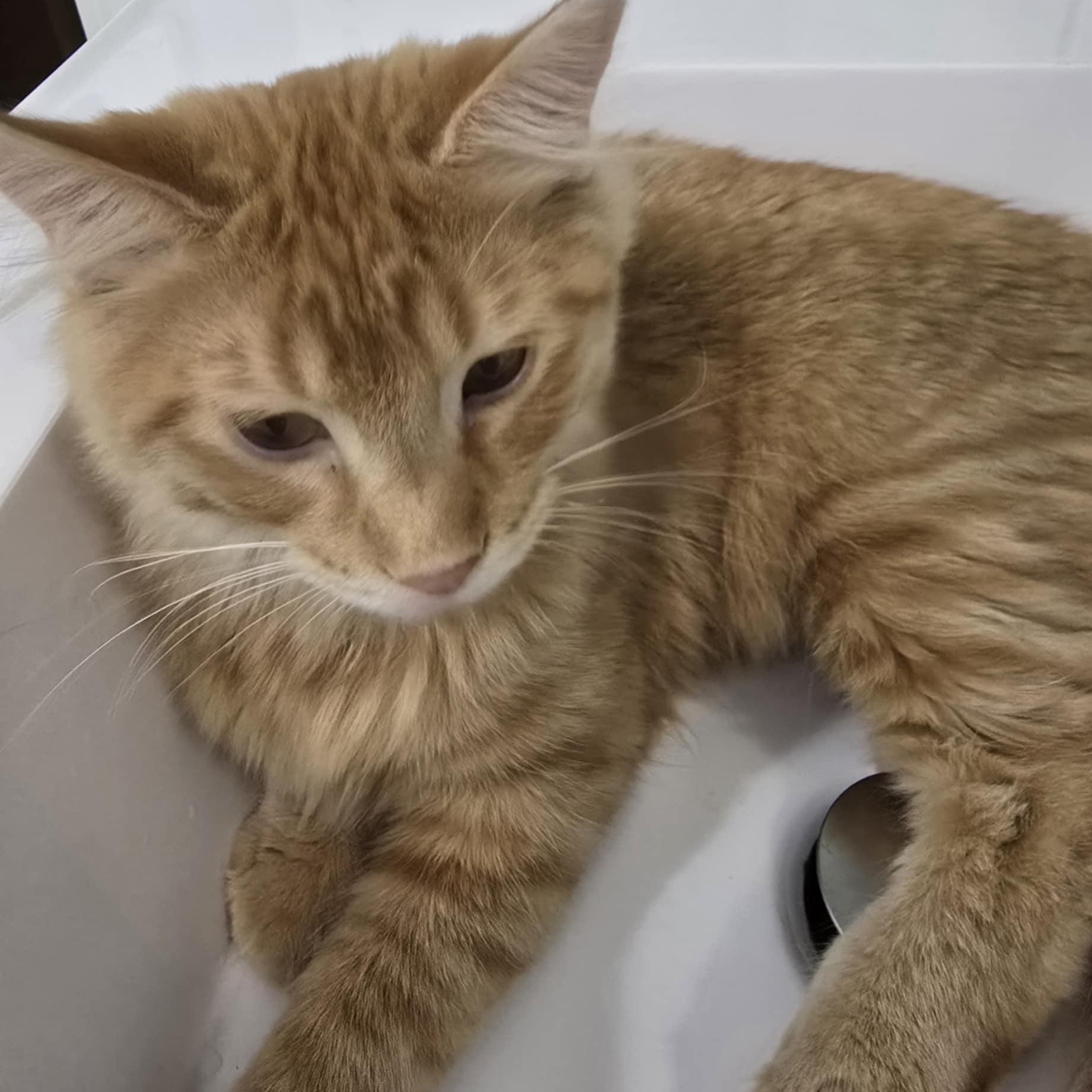 Ralph, an adoptable Domestic Short Hair in Owatonna, MN image 2/4