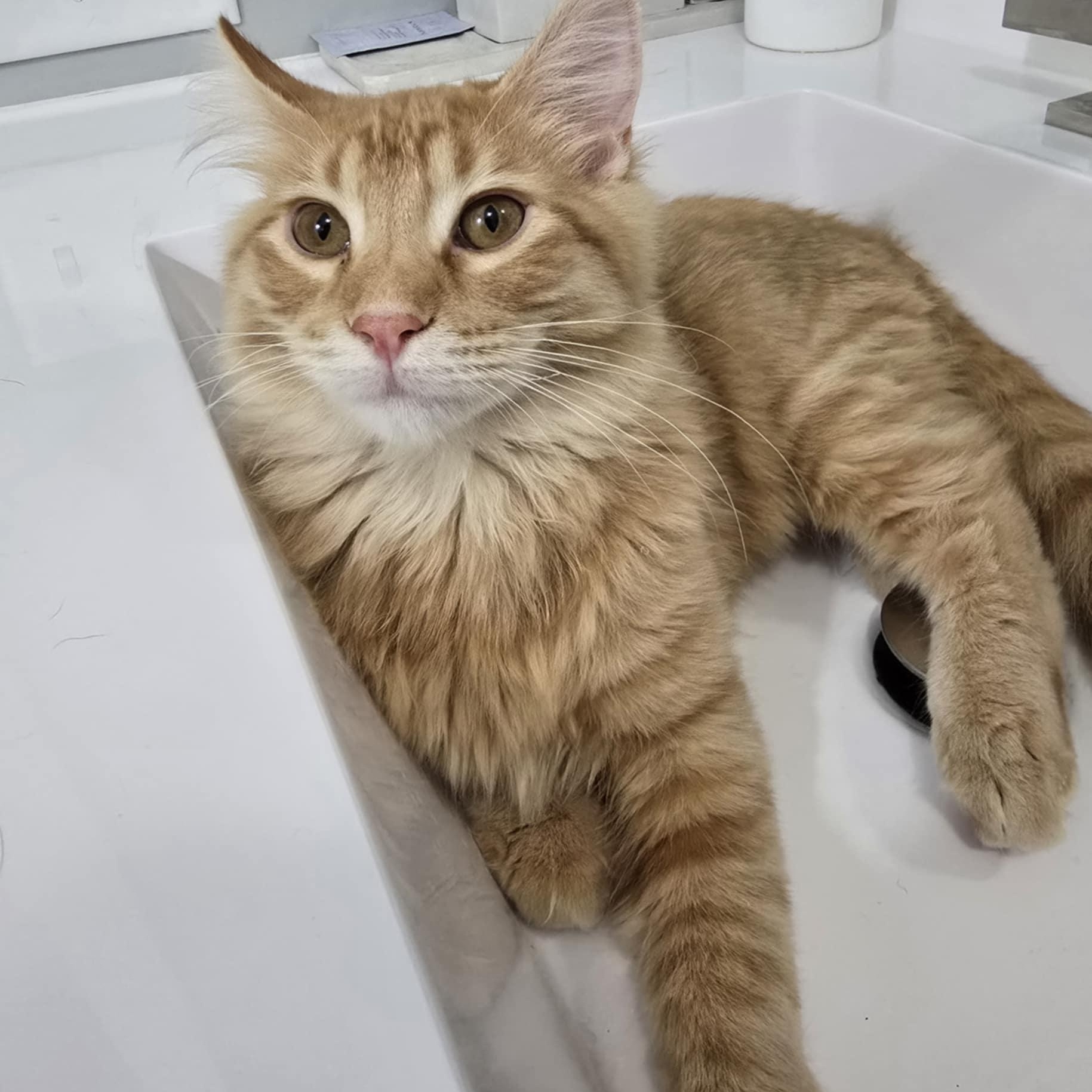 Ralph, an adoptable Domestic Short Hair in Owatonna, MN image 1/4