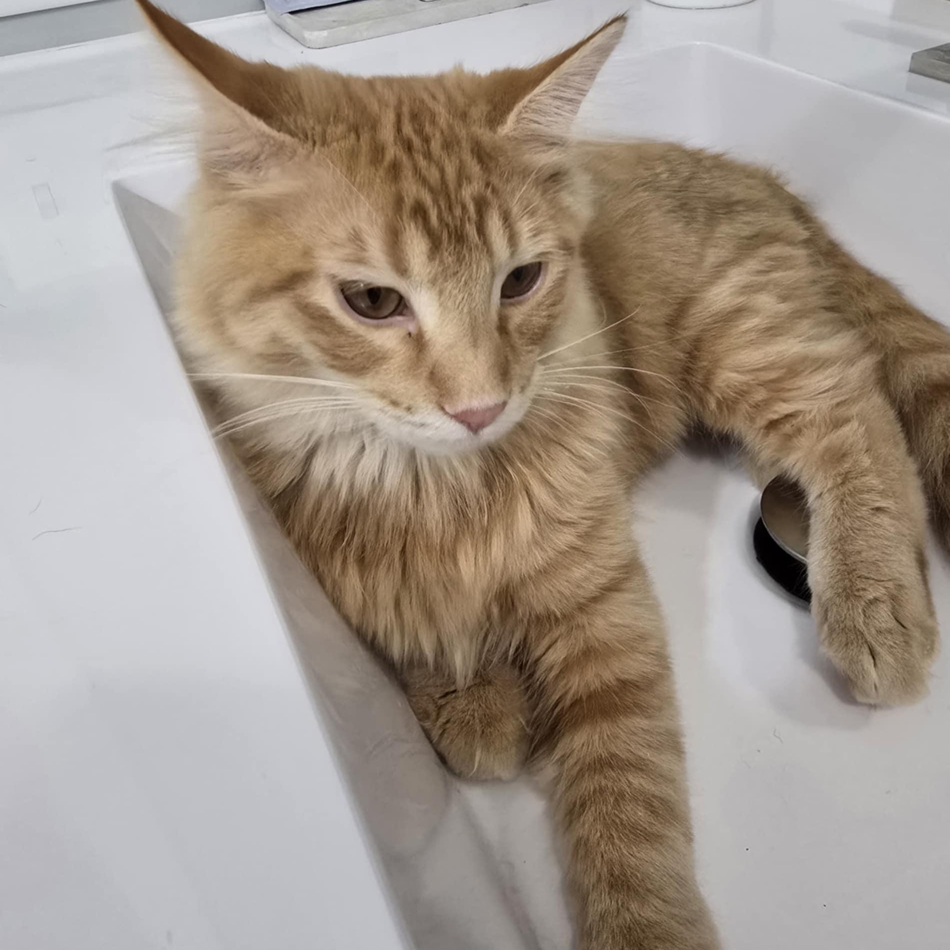 Ralph, an adoptable Domestic Short Hair in Owatonna, MN image 3/4