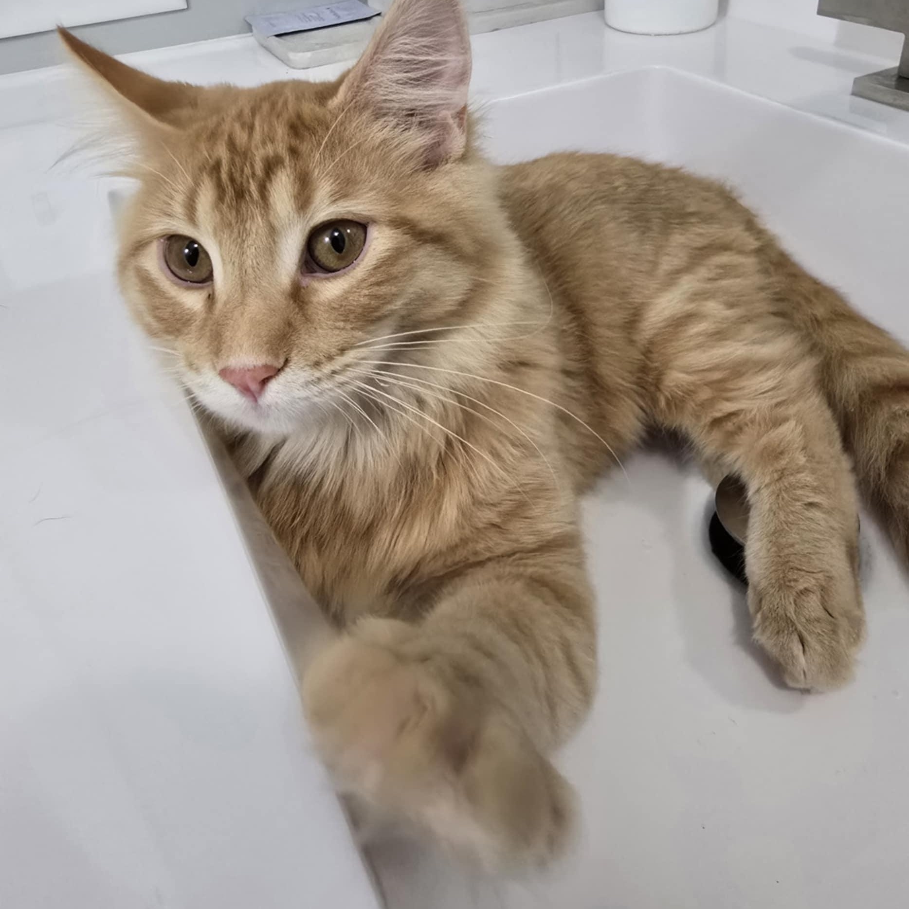 Ralph, an adoptable Domestic Short Hair in Owatonna, MN image 4/4