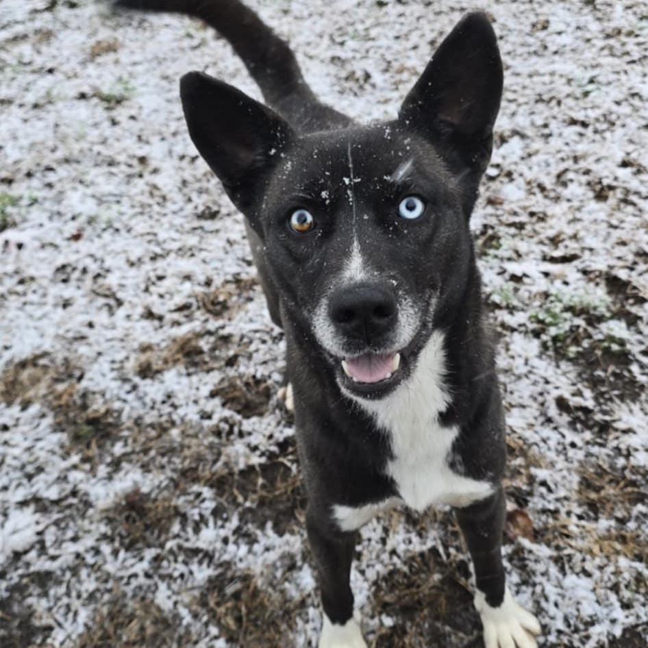 Sylvia, a hold mixed breed in Orange, VA image 2/3