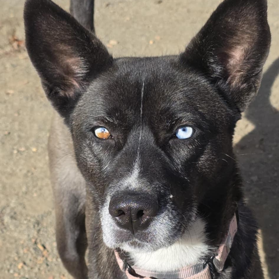 Sylvia, a hold mixed breed in Orange, VA image 1/3