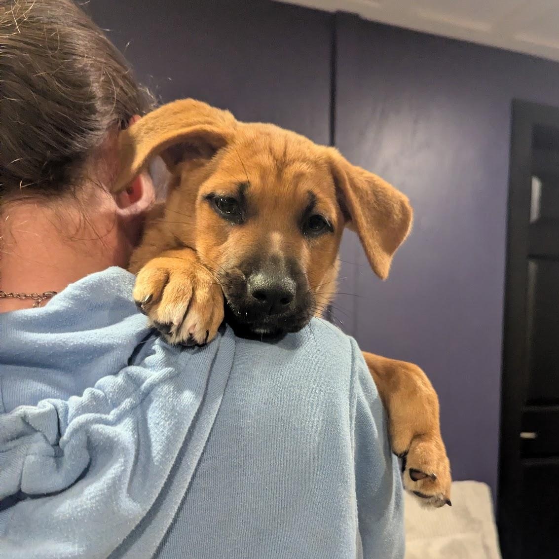Enlarge Bootes, an adoptable mixed breed in Sparta, NJ image 2/5