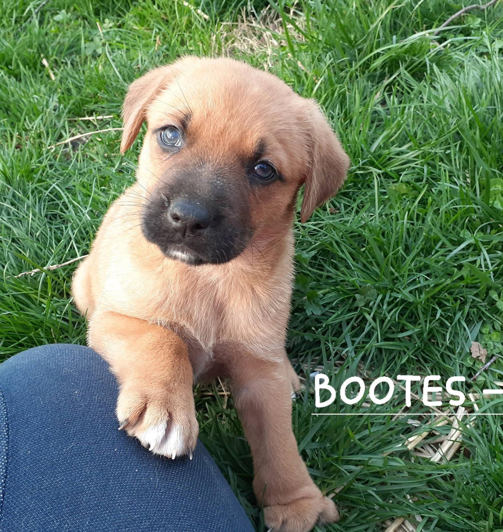 Enlarge Bootes, an adoptable mixed breed in Sparta, NJ image 4/5