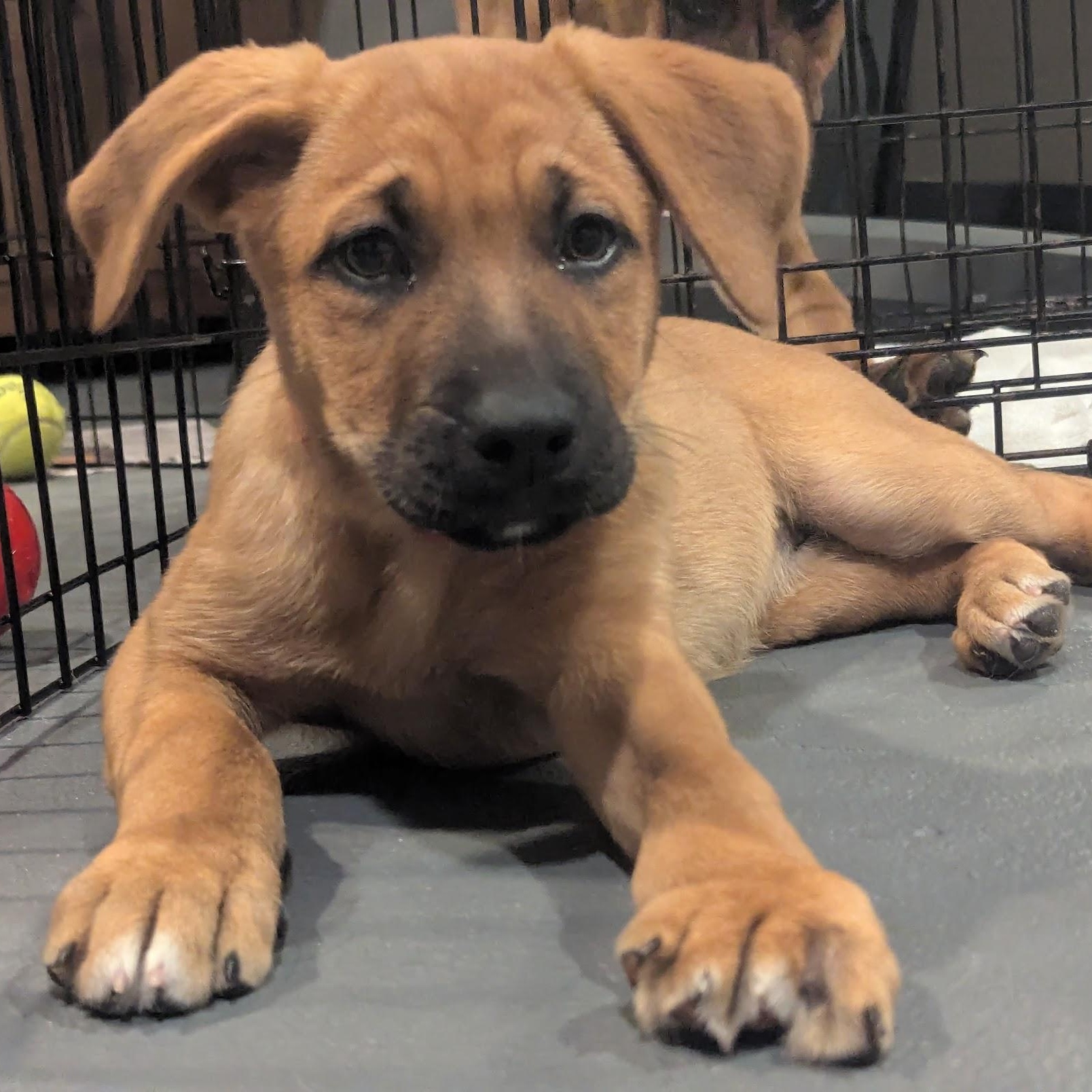 Bootes, adoptable, Puppy Female German Shepherd Dog & Labrador Retriever.